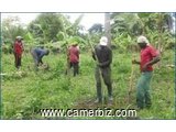 Entretenir une plantation agricole  - 6066
