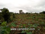 TERRAIN 2 HECTARES A BOMONO - 6118