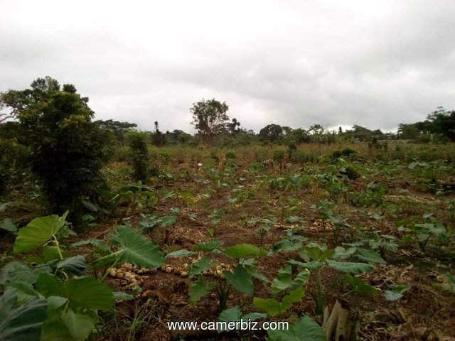 TERRAIN 2 HECTARES A BOMONO - 6118