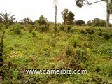 TERRAIN 2 HECTARES A BOMONO - 6118