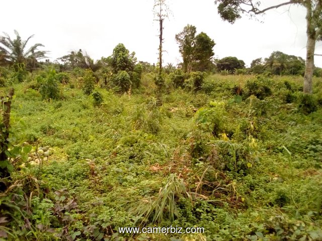 TERRAIN 2 HECTARES A BOMONO - 6118