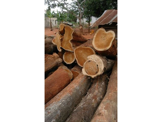 Grumes de tek en vente prix fob douala - 703