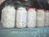 Vente semences de champignon - 7967