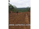 302 hectares nouveau lotissement en  cours à vendre à Douala Lendi après la chefferie sur la route n - 8290