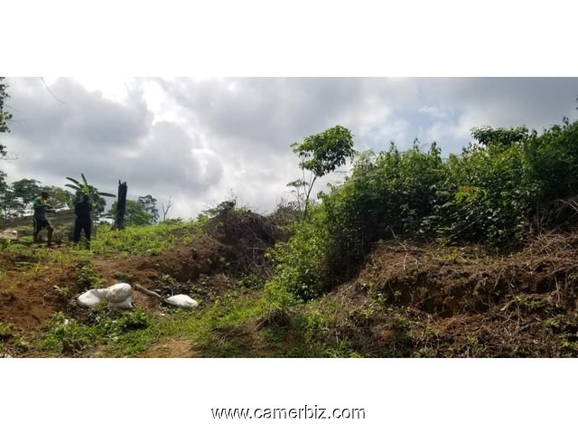 Terrain titré 7 500 FCFA à Nkolnda  - 8451