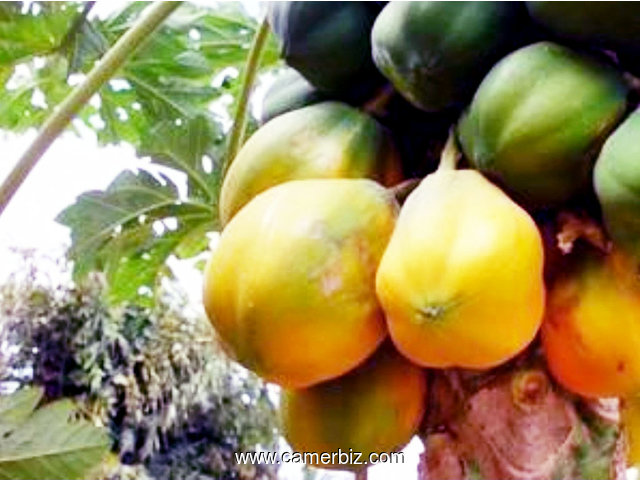 papaye, pastèque, banane, plantain - 8492