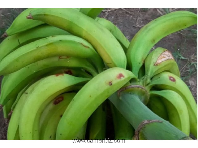 papaye, pastèque, banane, plantain - 8492