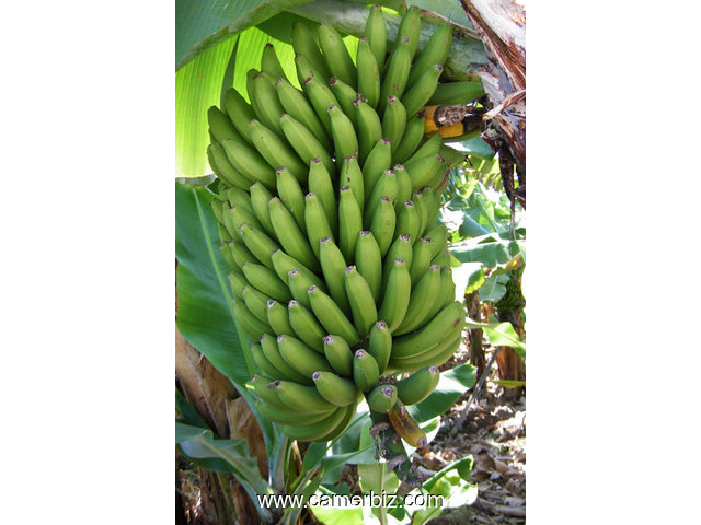 papaye, pastèque, banane, plantain - 8492