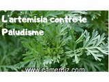Artemisia : Traitement Préventif et Curatif du Paludisme. - 8555