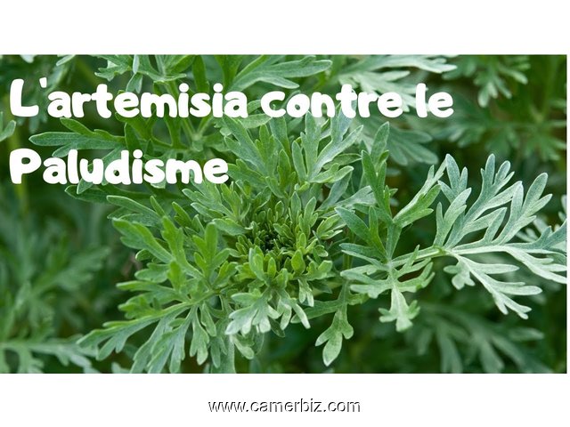 Artemisia : Traitement Préventif et Curatif du Paludisme. - 8555