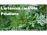 Artemisia : Traitement Préventif et Curatif du Paludisme. - 8556