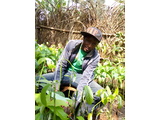vente des arbres fruitiers au Cameroun ( GROS ET DÉTAILS)