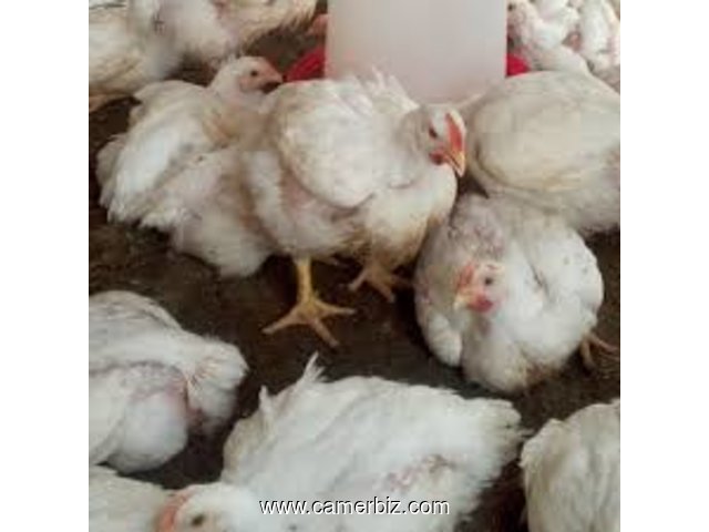 Vente des poulets de chair - 8868
