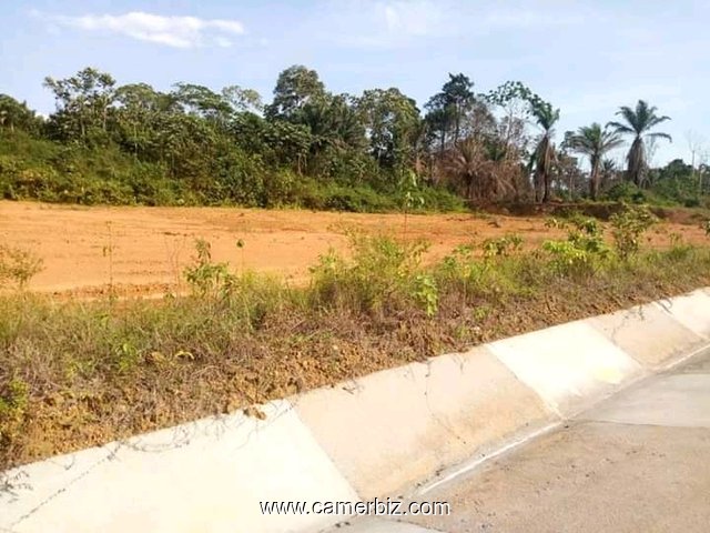 Terrain titré et loti à kribi-urbain - 9090