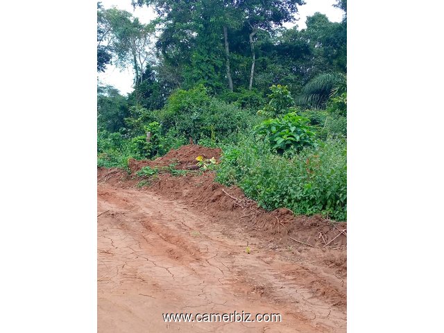 terrain a vendre à Ebang - 9517